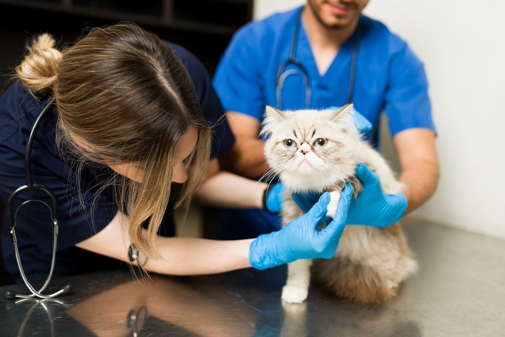 cat in pain being examined by vet