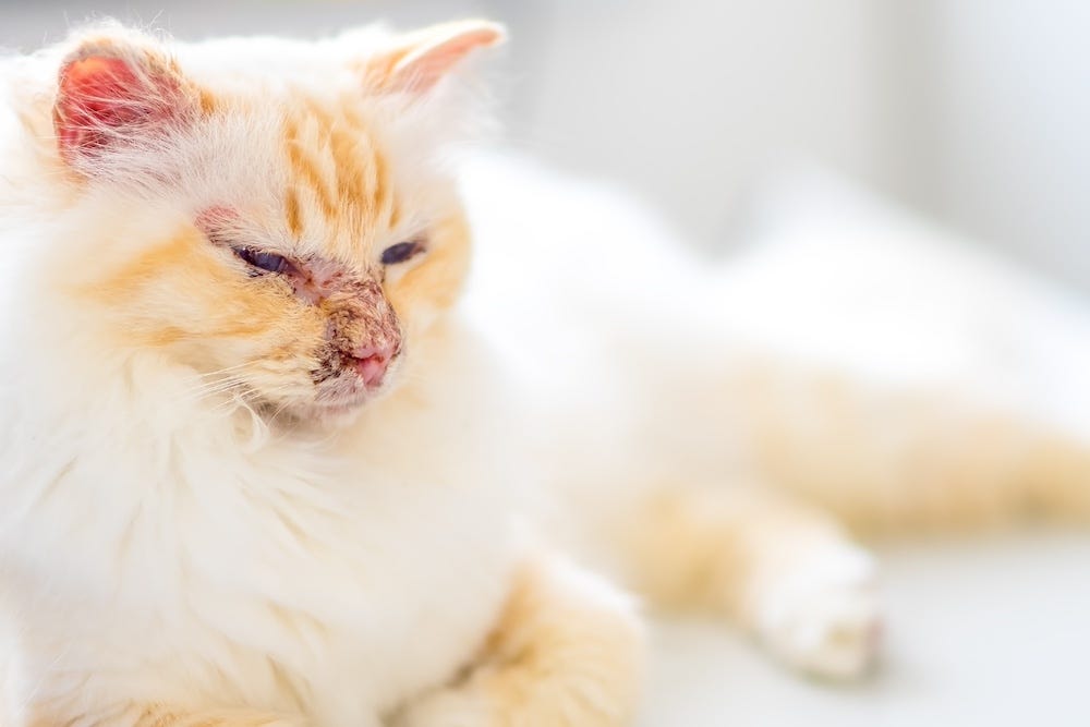 cat with autoimmune skin disease