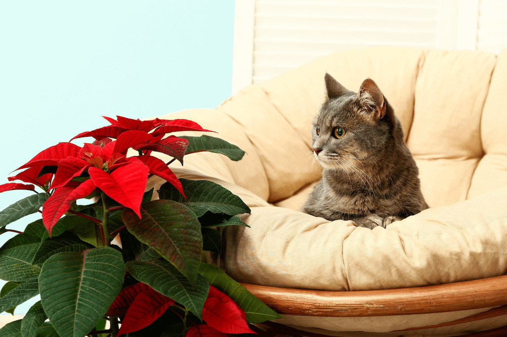 tortie cat sitting next to poinsettia