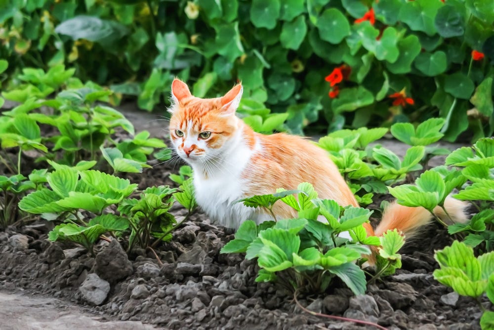 orange tabby cat pooping in garden