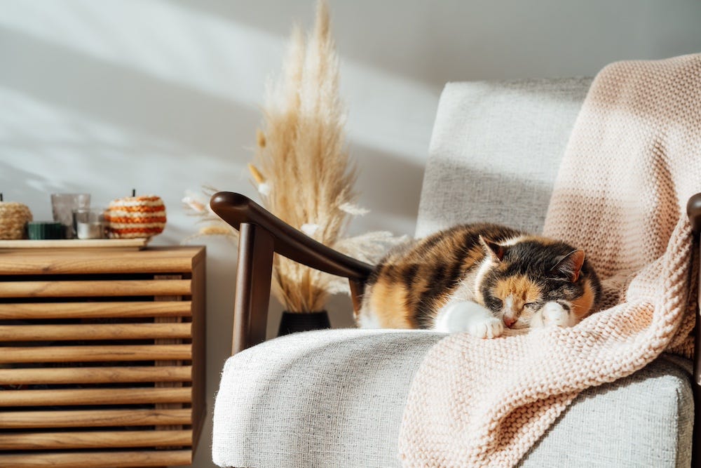 calico cat sleeping on chair