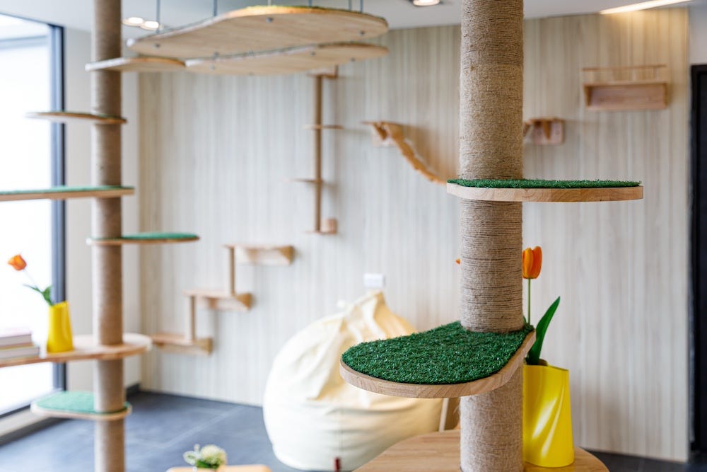 cat room with cat perches, cat shelves