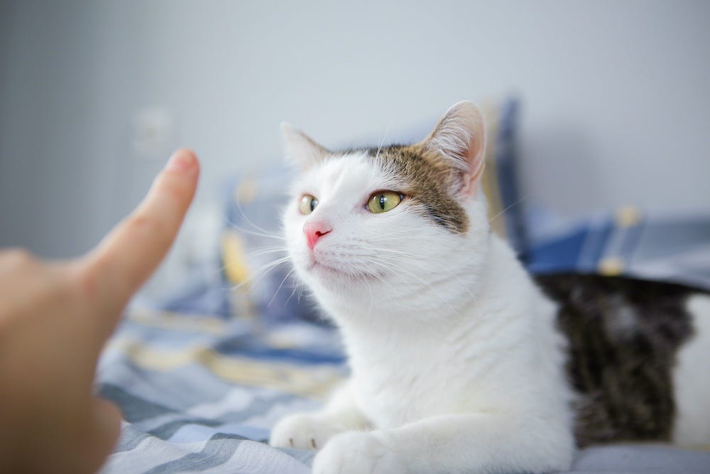 cat sniffing finger