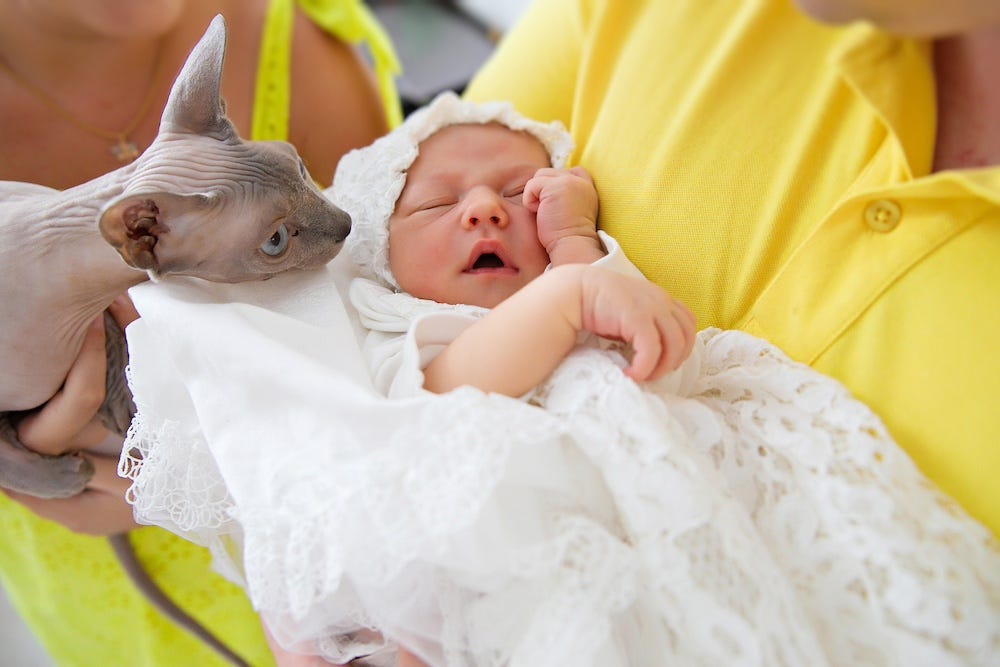 Sphynx cat sniffing newborn baby