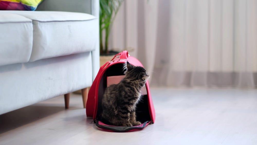 kitten sniffing cat carrier during cat carrier training