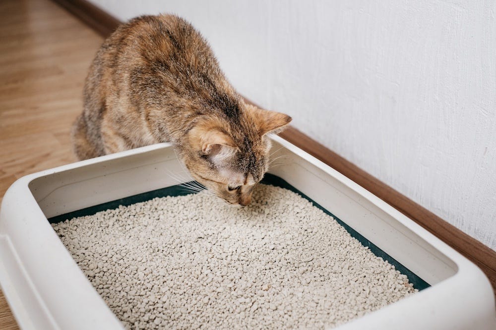 tabby cat sniffing litter box