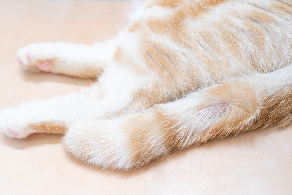 cat tail with fungal infection
