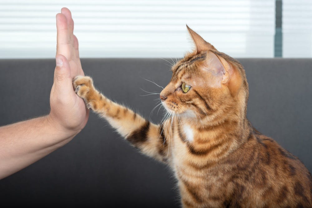 bengal cat training to high five