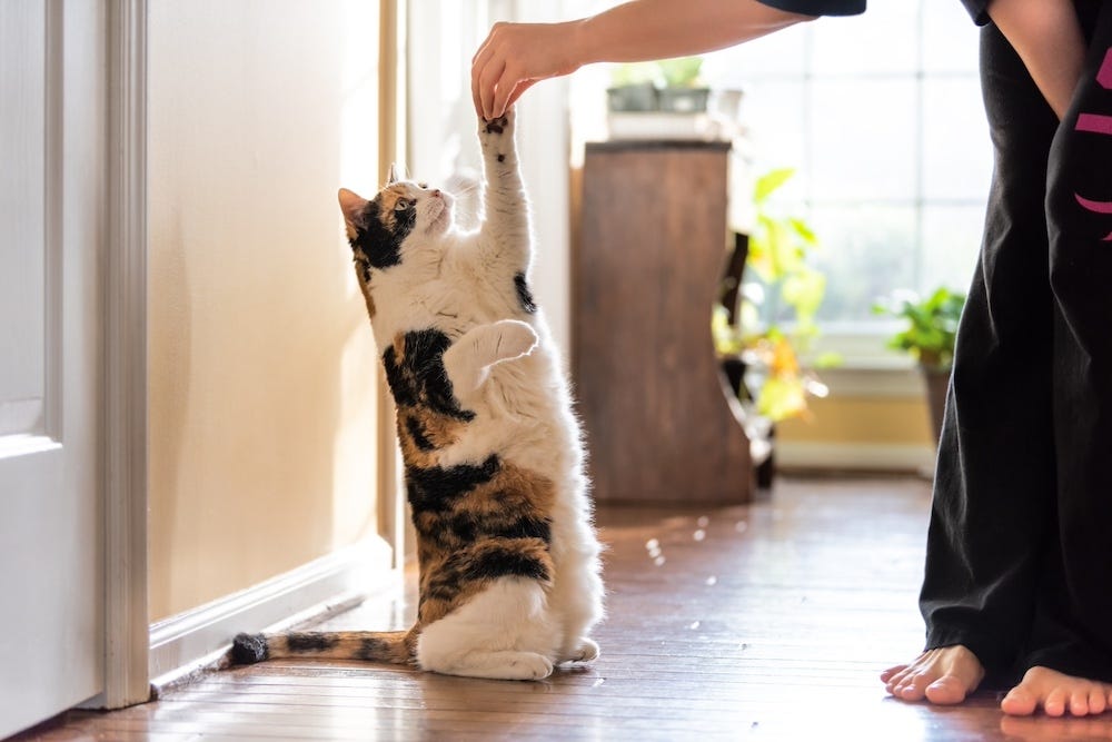 calico cat training to sit with a treat