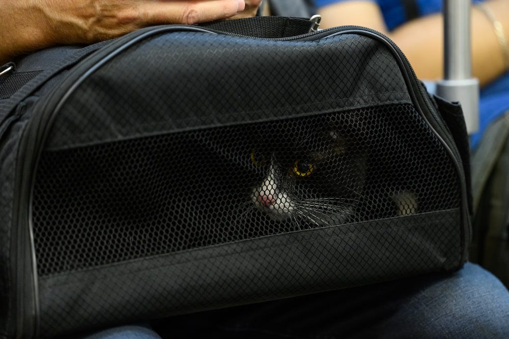 tuxedo cat in soft cat carrier