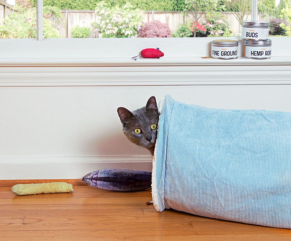 Russian Blue in cat tunnel