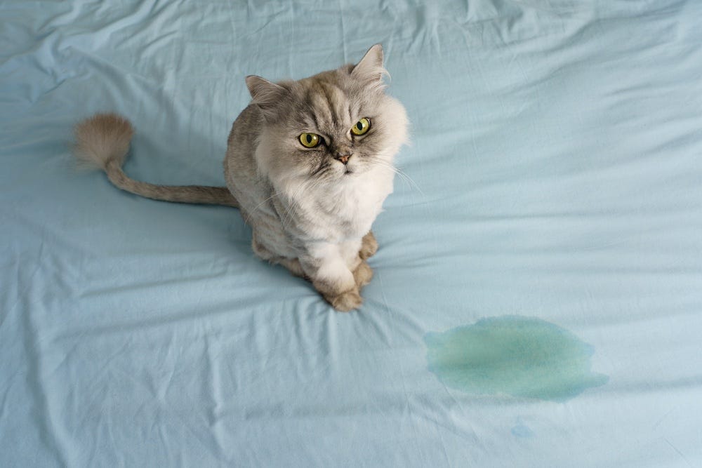 Persian cat pee on bed