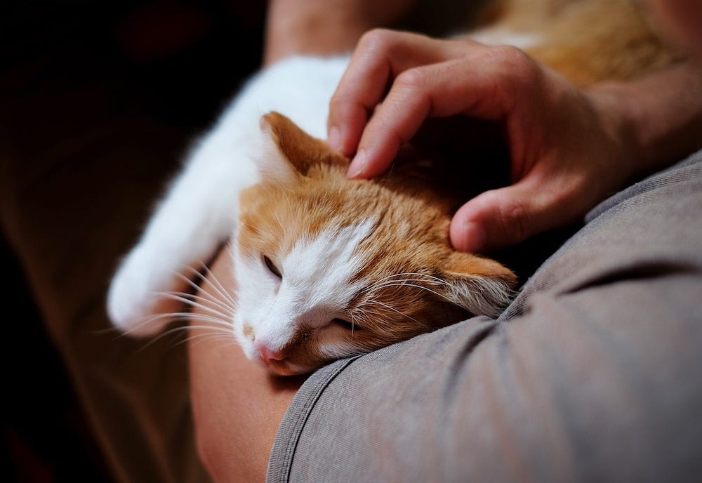 lethargic cat in human's arms