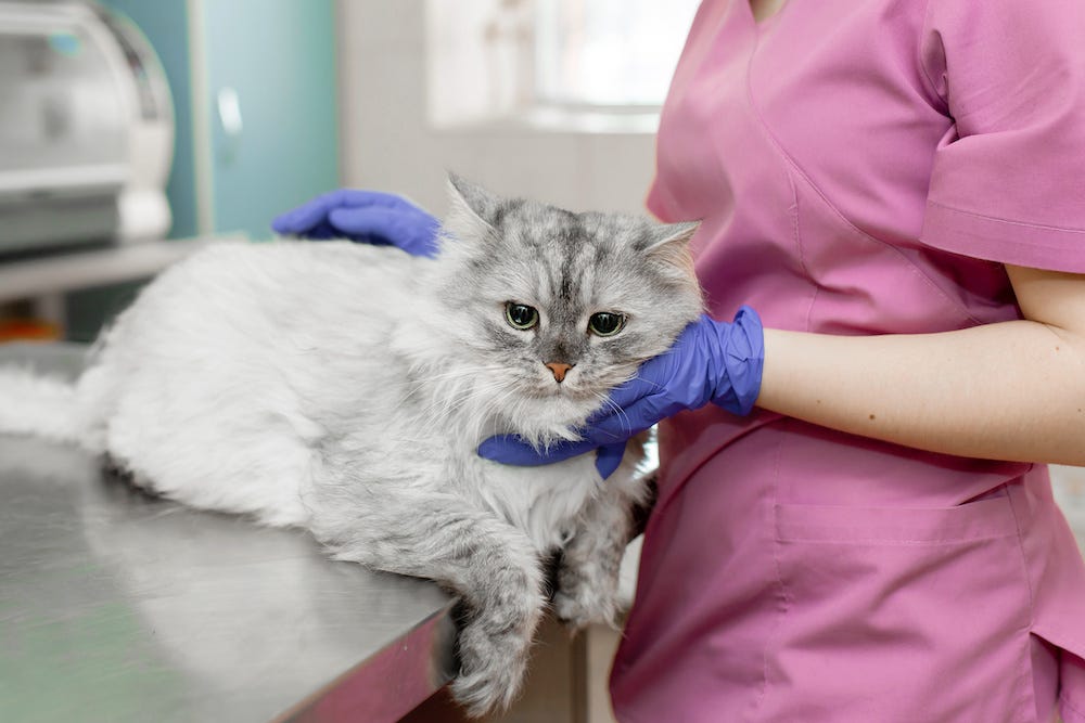 Ragdoll cat examined by vet