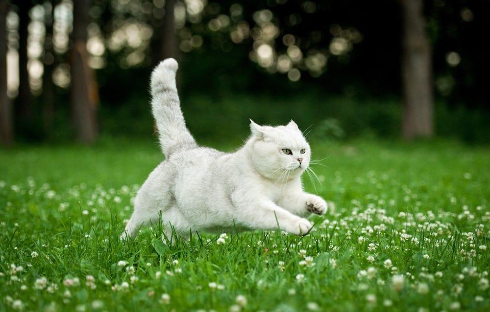 white British Shorthair cat with zoomies running through grass