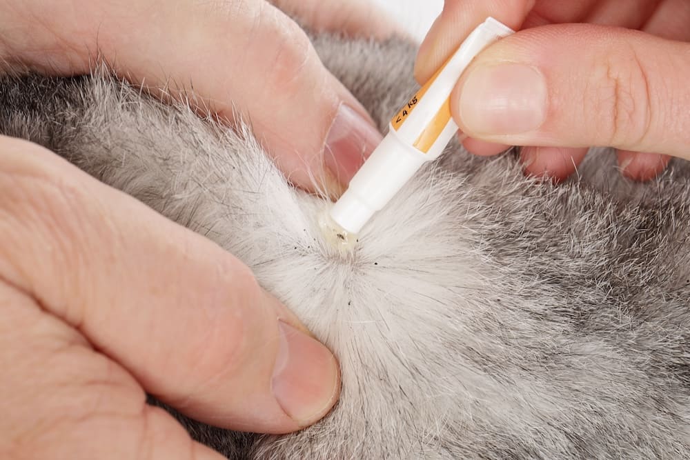 local cat flea treatment in an area with cat flea dust