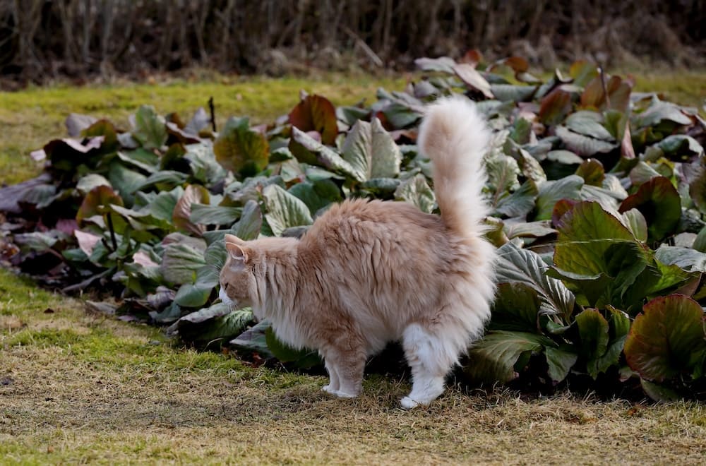 Female cat peeing in house hotsell