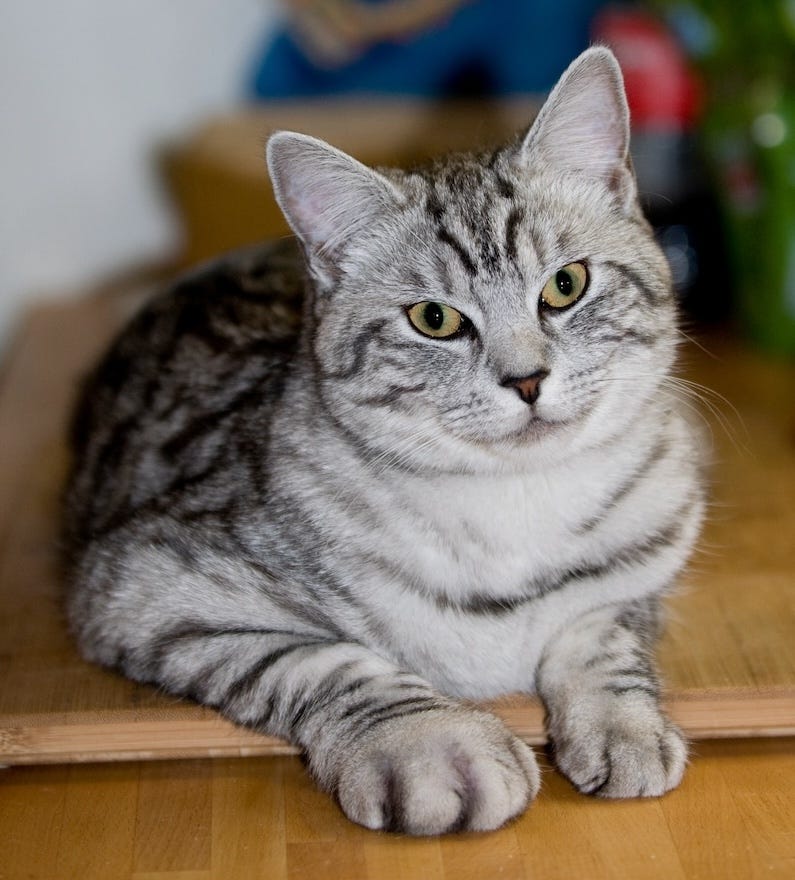 cat stung by bee on the right paw which is much bigger than the left paw because of the bee sting