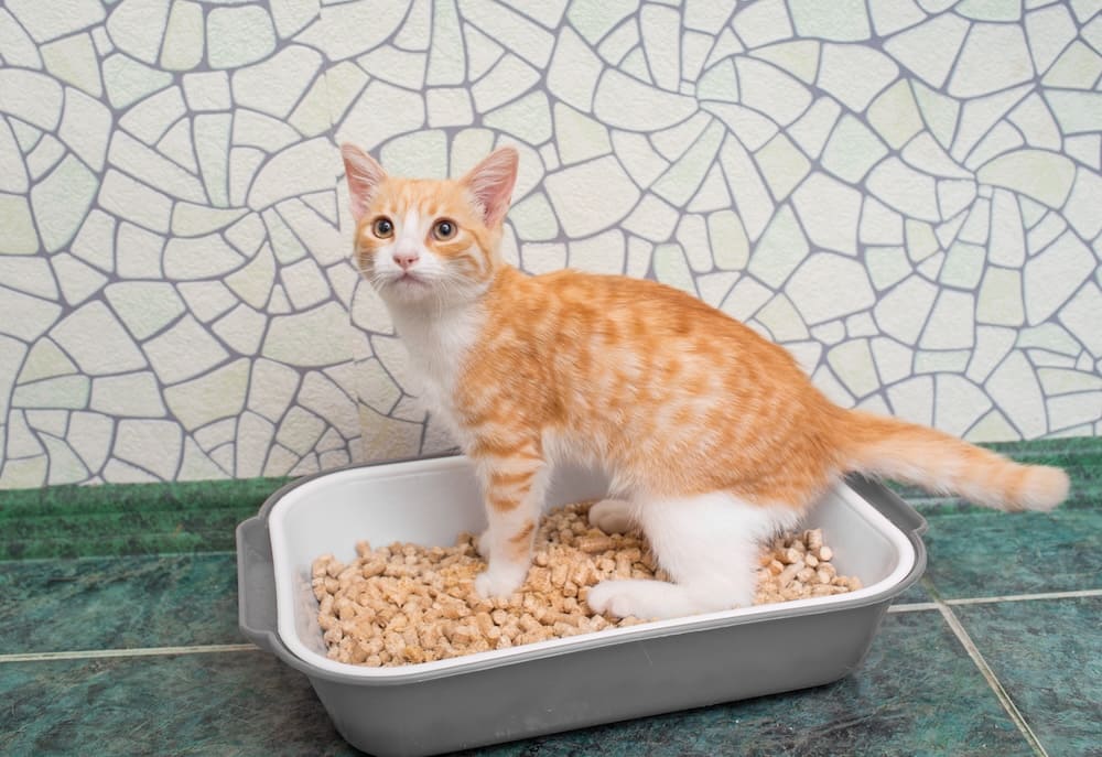 Cats keep peeing outside litter orders box