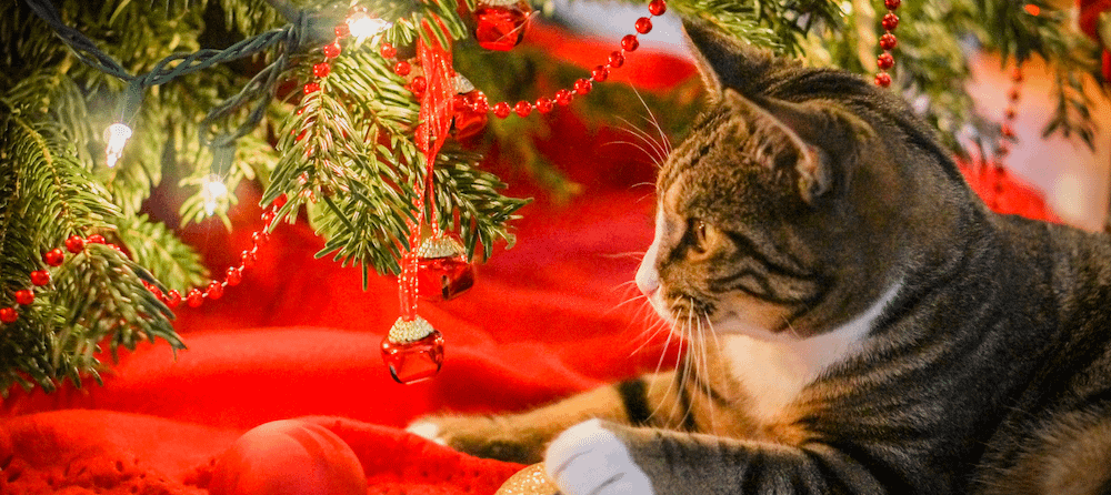 7 Tips for a Cat Proof Christmas Tree Litter Robot