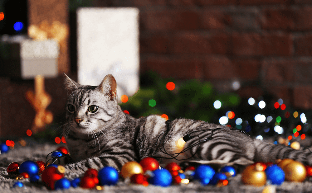 American Shorthair lying in front of toppled Christmas tree