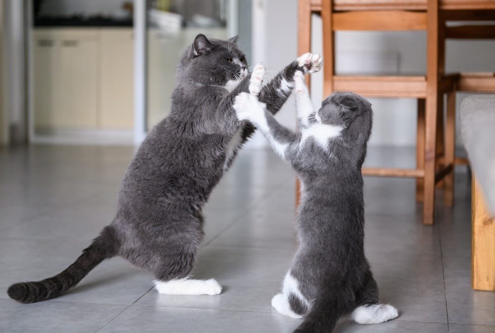 British Shorthair cats play fighting