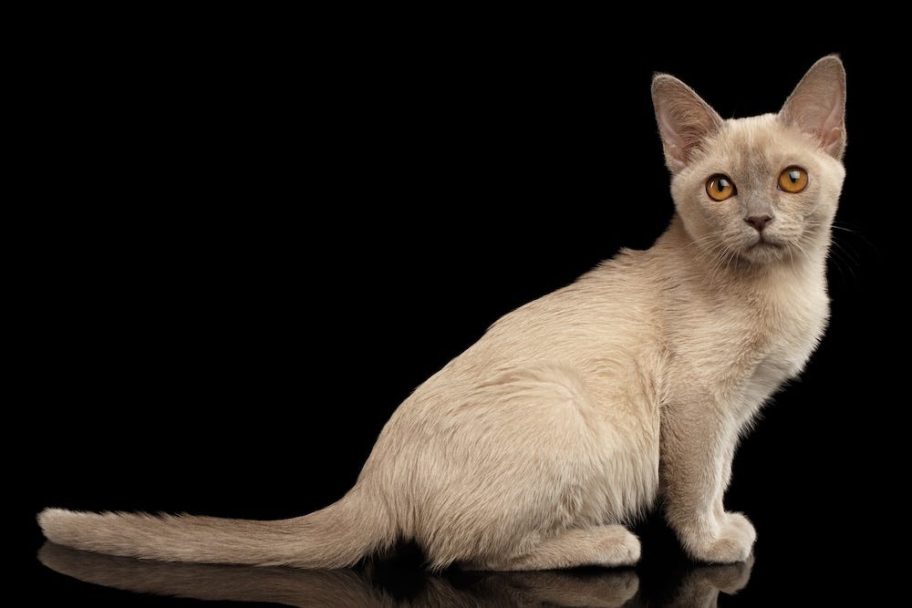 champagne burmese cat color