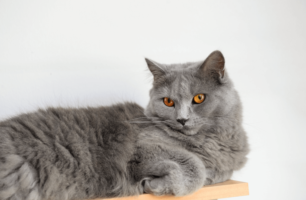 Chartreux cat
