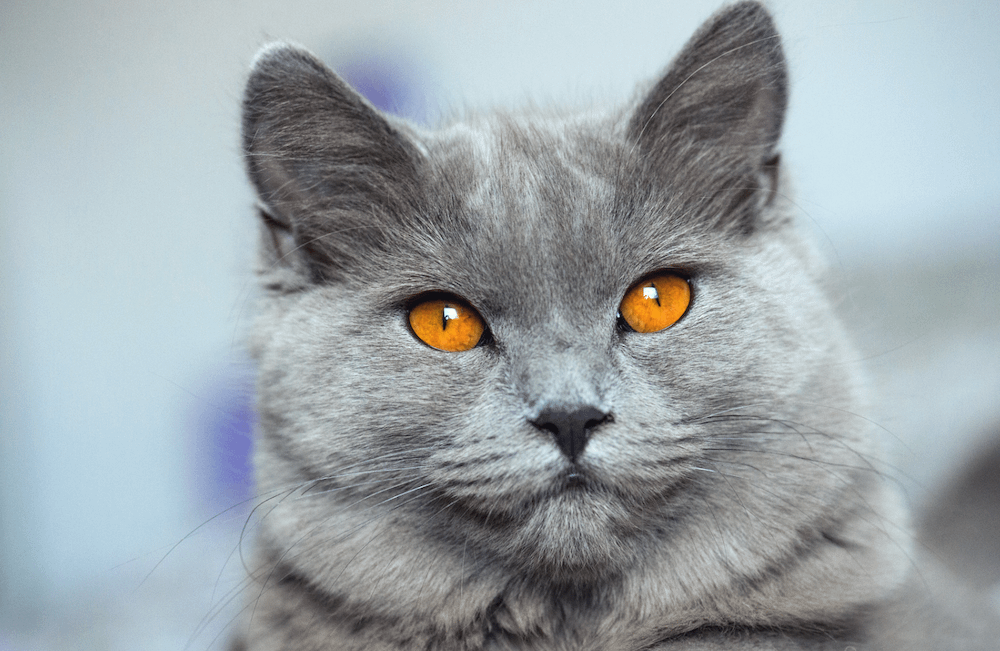 Chartreux Cat Breed Profile | Litter-Robot