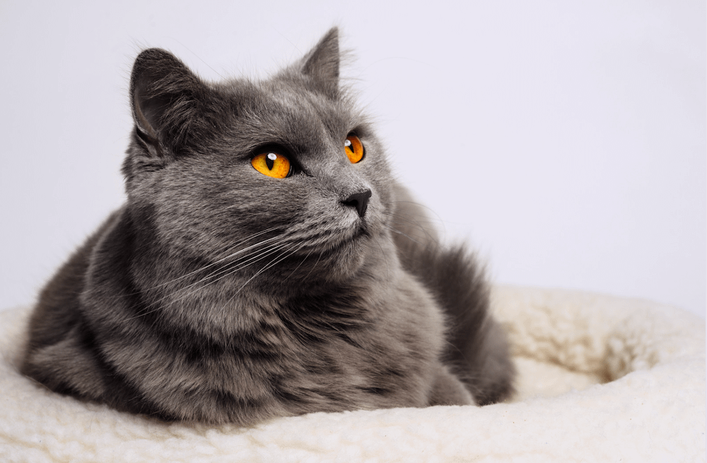 Charming fashion chartreux