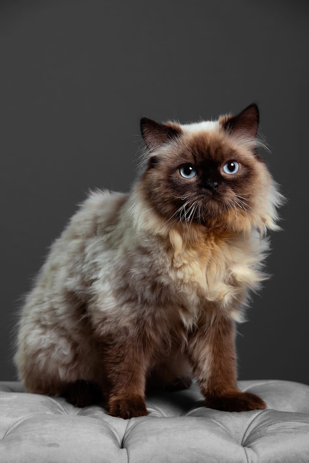 Fashion flame point himalayan kitten