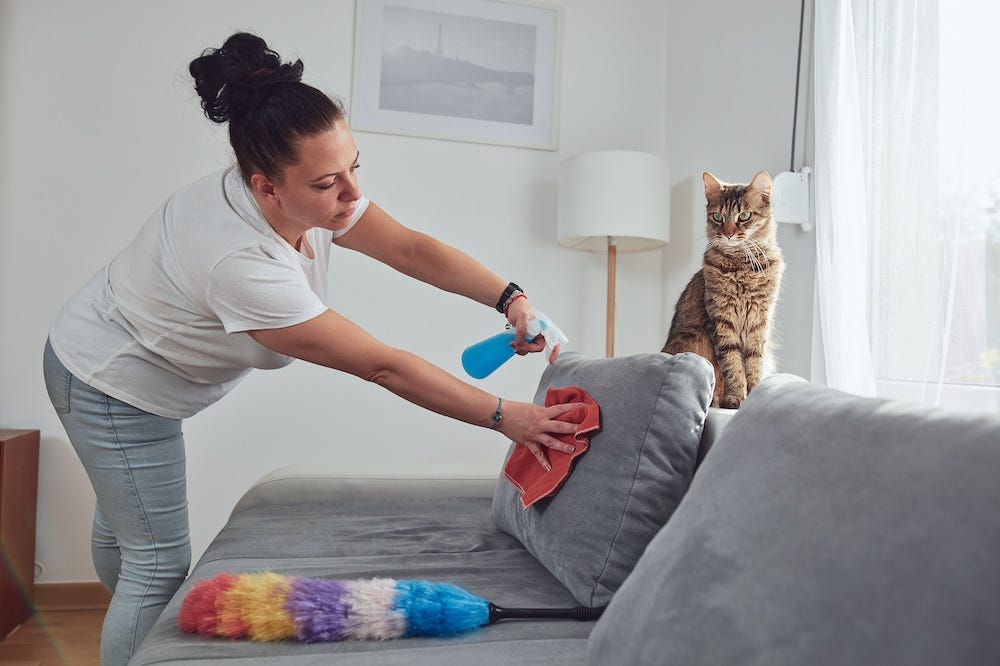woman cleaning cat spray on couch while cat watches