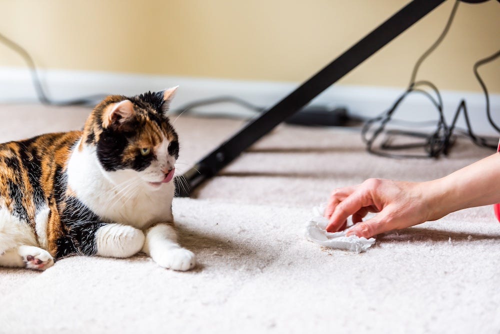 calico cat watching person clean cat urine stain on carpet