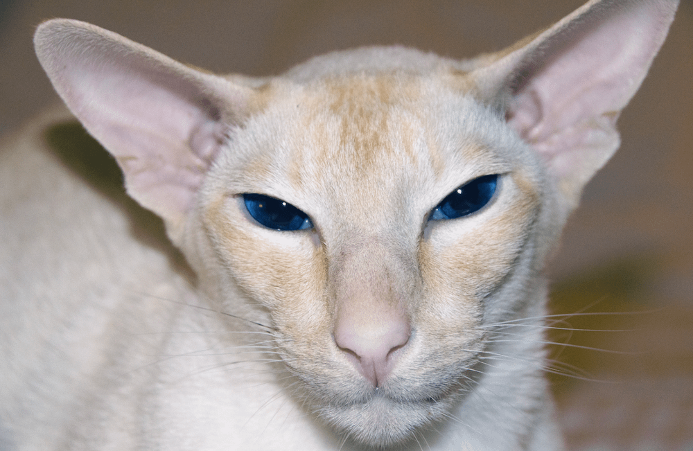 red Colorpoint Shorthair cat