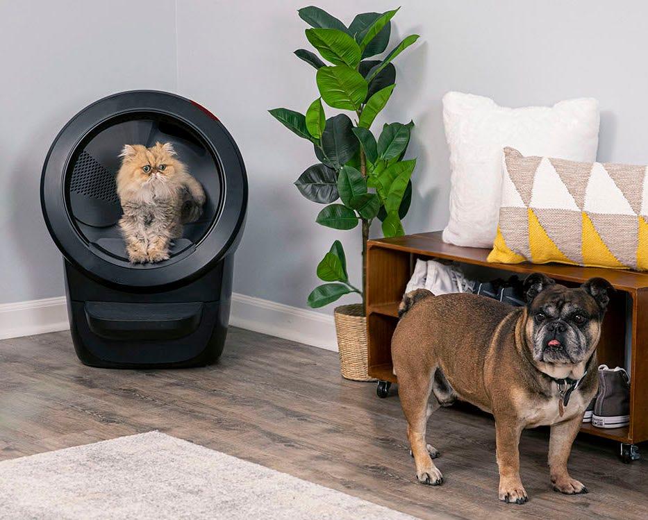 Why Do Dogs Eat Cat Poop Litter Robot