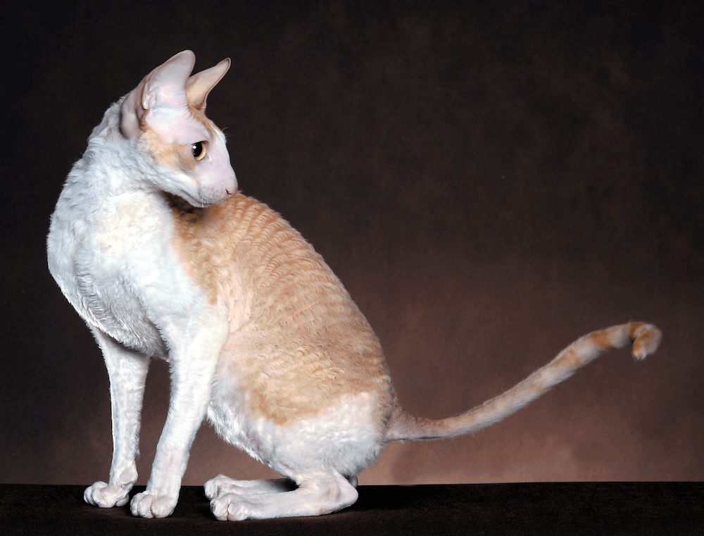 Cornish Rex cat