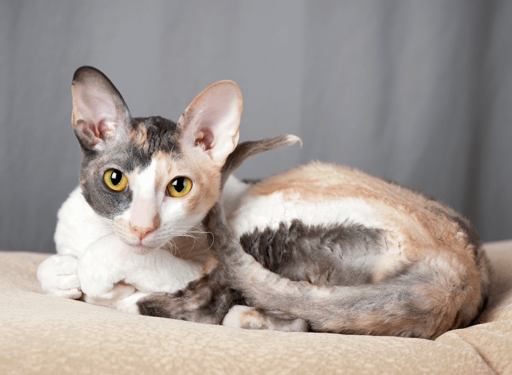 low-shedding Cornish Rex cat