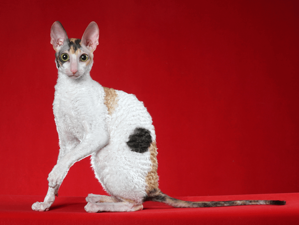 Cornish Rex cat