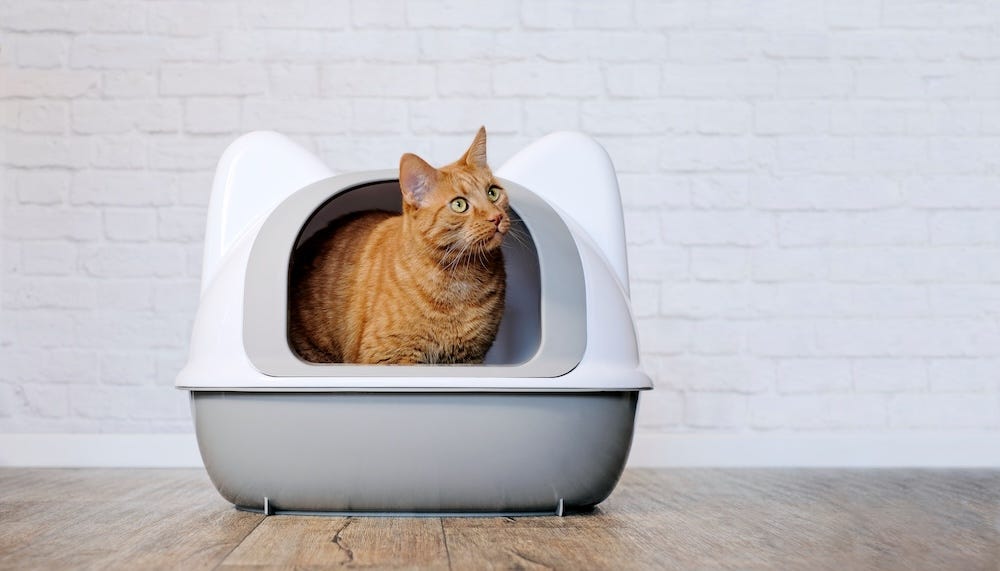 covered litter box with an orange cat