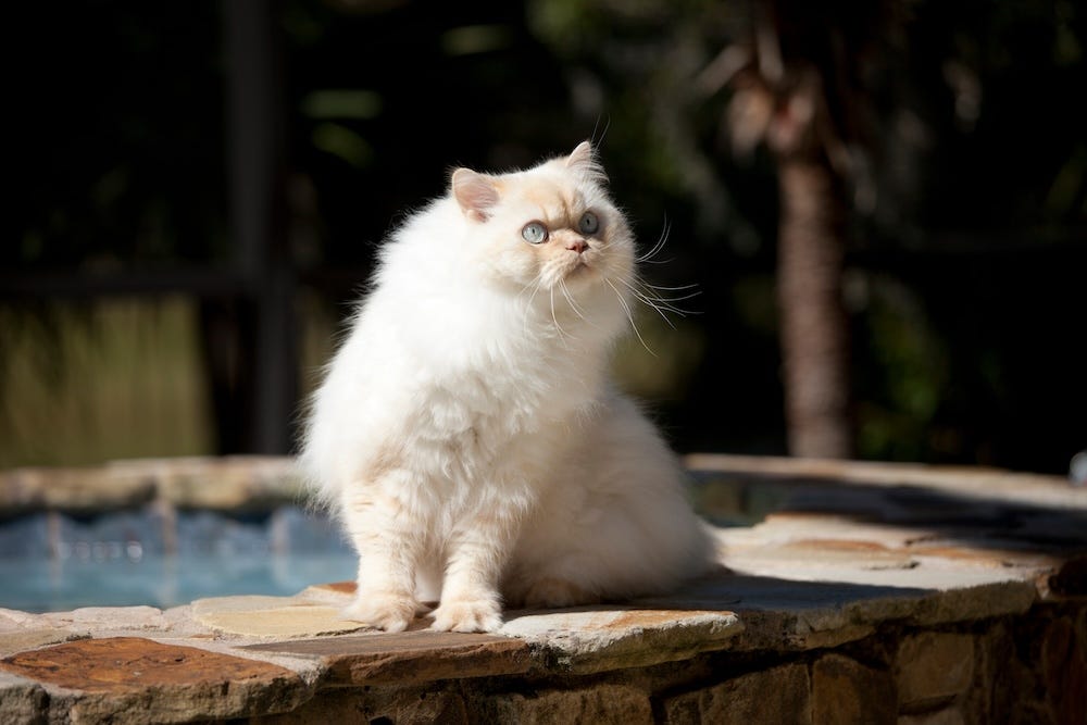 cream himalayan cat color