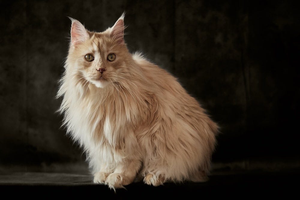 Maine Coon Colors - Cream Maine Coon