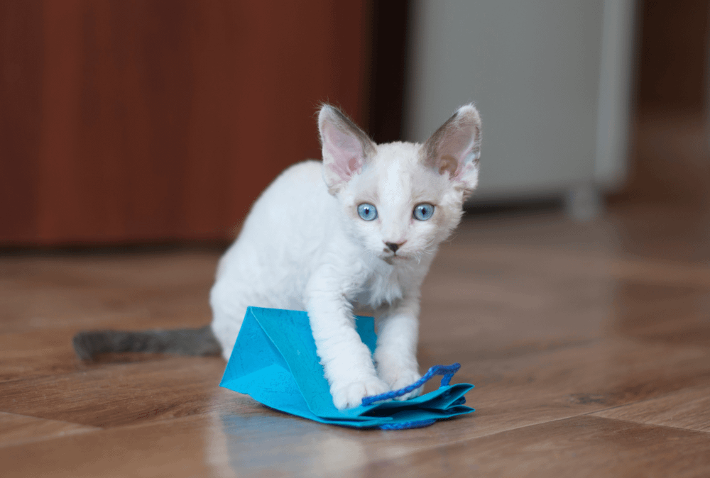Devon Rex kitten