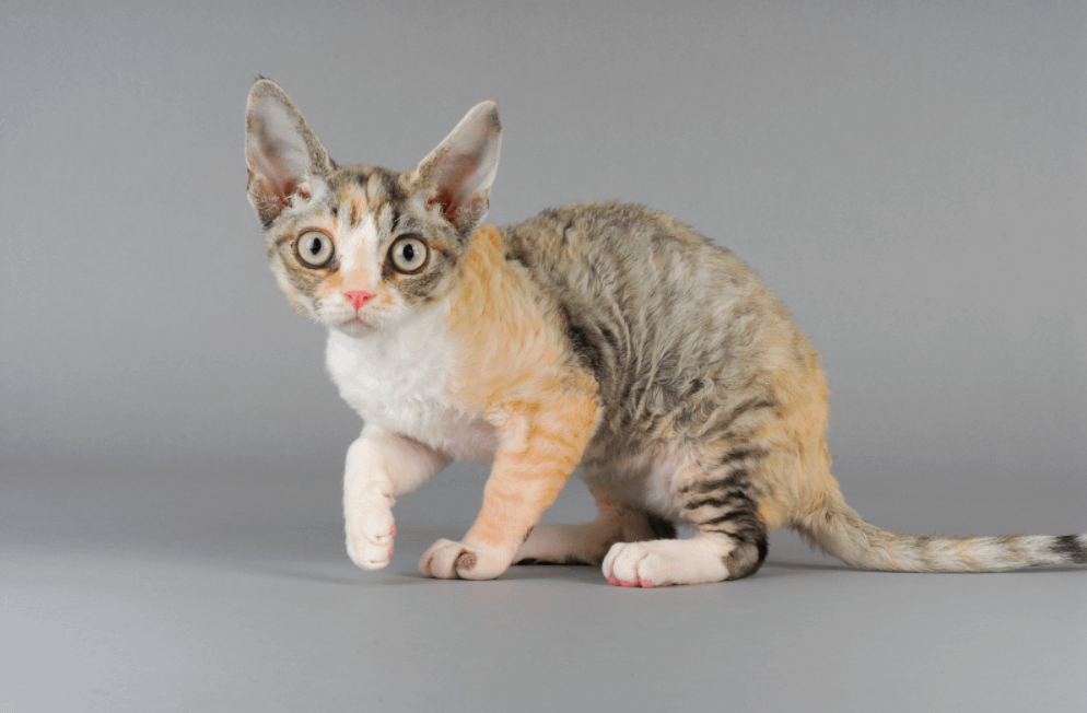 calico Devon Rex cat