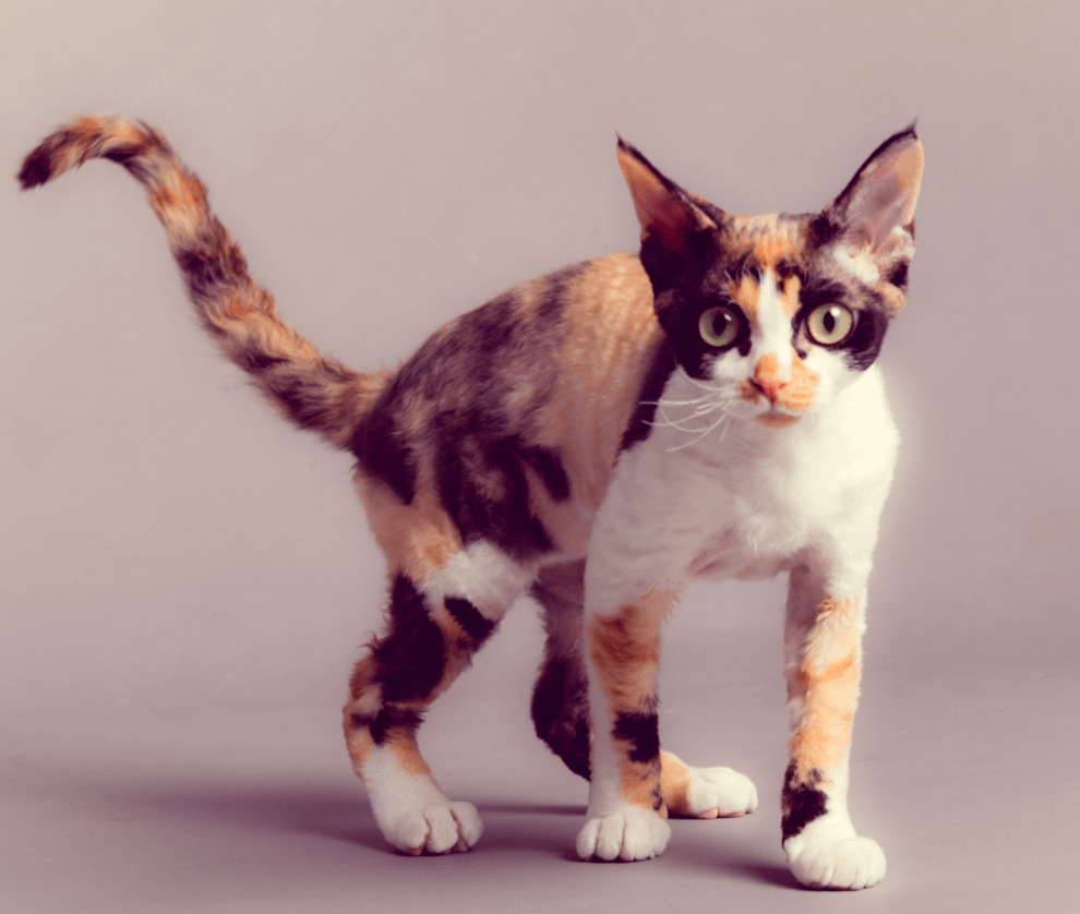 Devon Rex cat