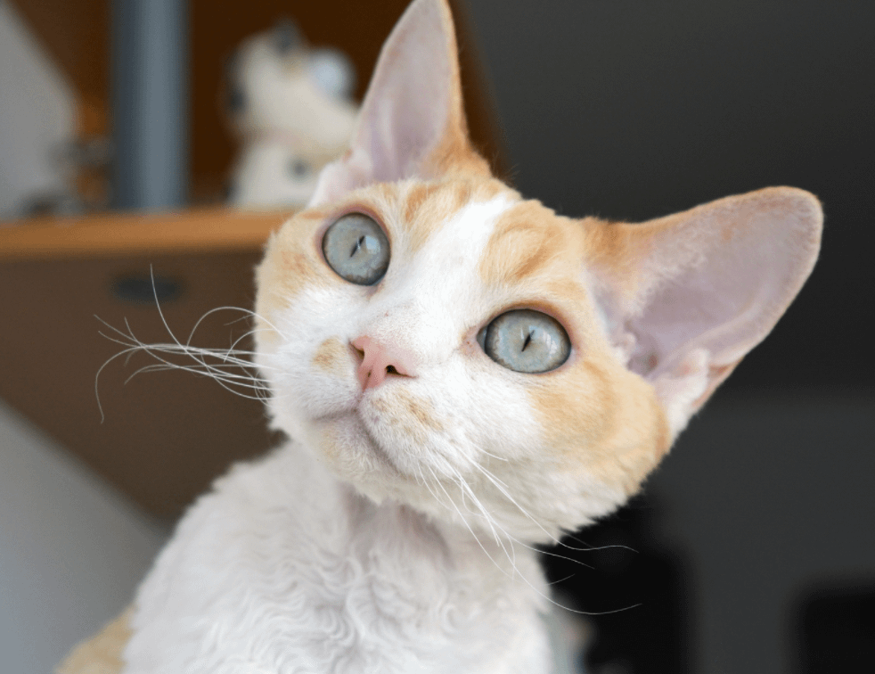 orange and white Devon Rex cat
