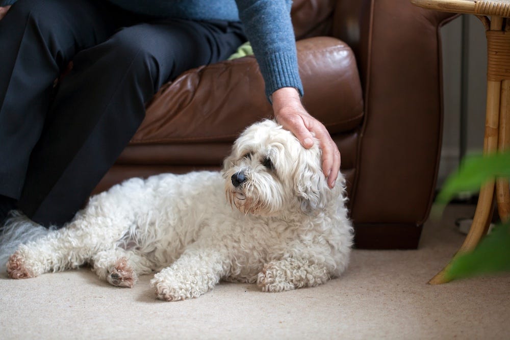 shih tzu and bichon frise dog for apartment