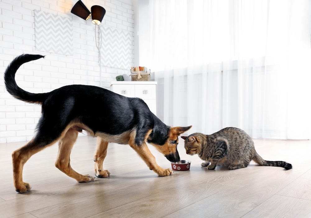 dog eating cat's food