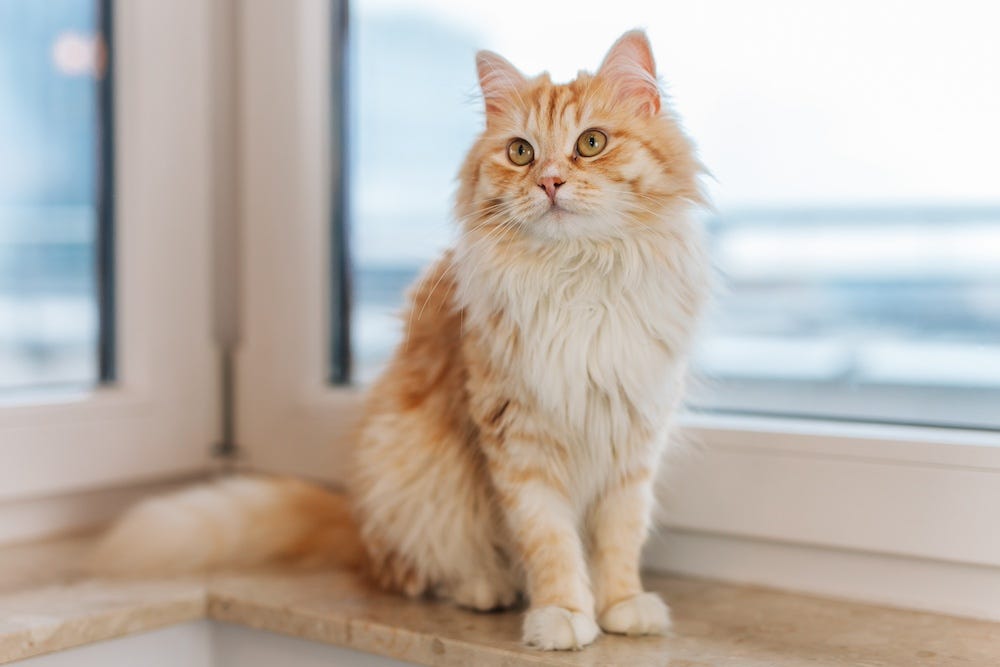 orange tabby Domestic Longhair cat sitting next to window