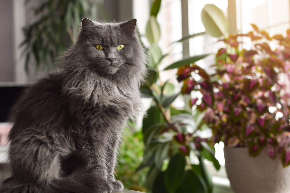 grey Domestic Longhair cat sitting next to plants