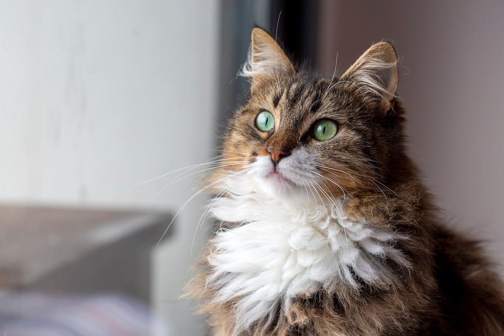 tabby calico Domestic Longhair cat